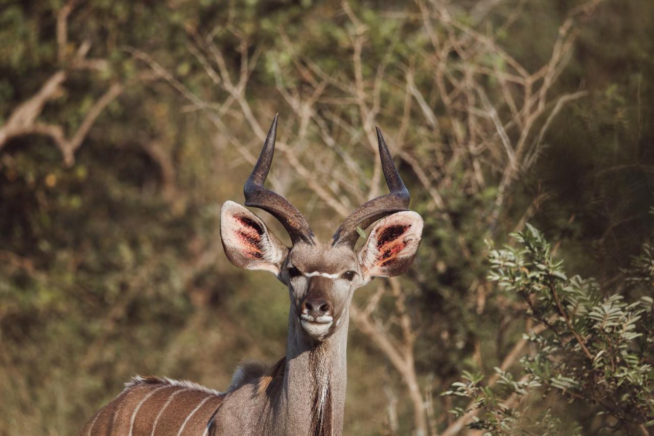Oase By 7 Star Lodges - Greater Kruger Private 530Ha Reserve هويدزبروت المظهر الخارجي الصورة