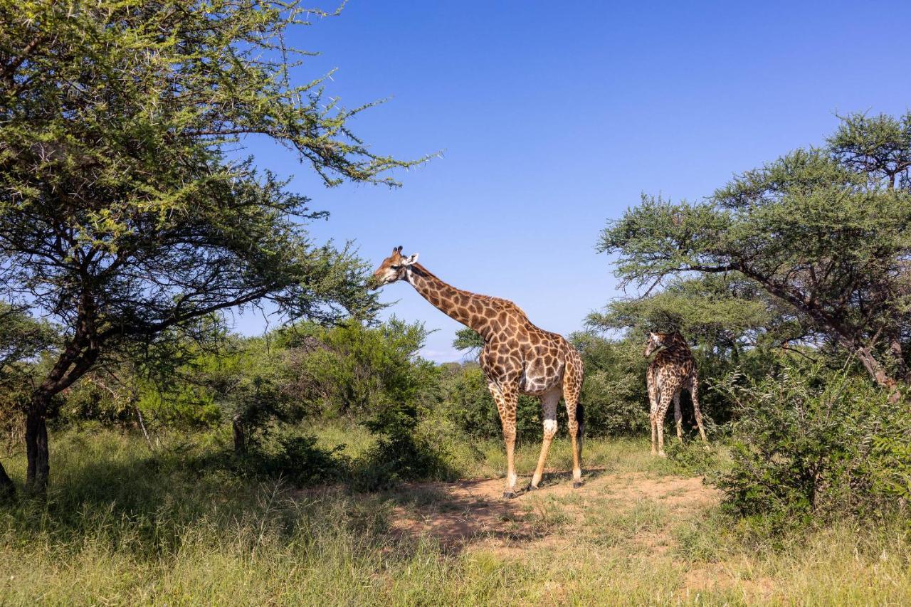 Oase By 7 Star Lodges - Greater Kruger Private 530Ha Reserve هويدزبروت المظهر الخارجي الصورة